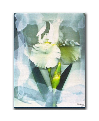 Kathie McCurdy 'Sheer White Iris' Canvas Art