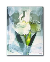 Kathie McCurdy 'Sheer White Iris' Canvas Art