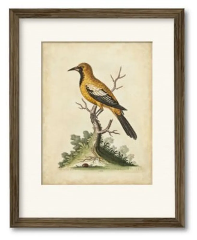 Courtside Market Edwards Gold Finch Framed Matted Art Collection