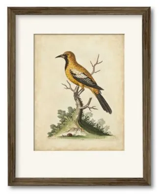 Courtside Market Edwards Gold Finch Framed Matted Art Collection