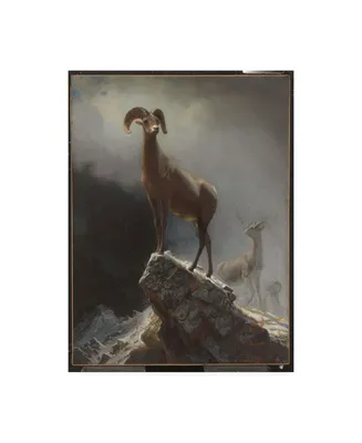 Albert Bierstadt Rocky Mountain Sheep or Big Horn, Ovis, Montana Canvas Art
