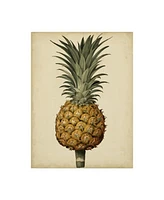 George Brookshaw Brookshaw Antique Pineapple Ii Canvas Art - 36.5" x 48"