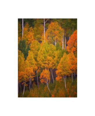 Darren White Photography Autumn Trees Photograph Canvas Art