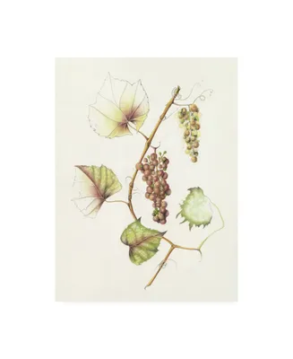 Deborah Kopka Concord Grapes Canvas Art