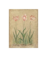 Debra Lake Pink and White Tulips Canvas Art - 27" x 33.5"