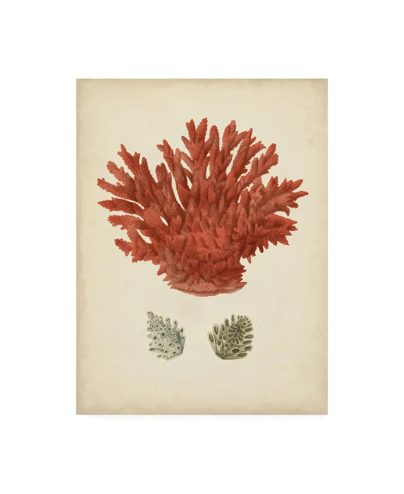  Vision Studio 'Coral Specimen V' Canvas Art: Posters