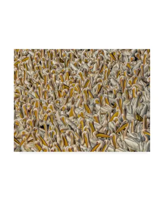 Keren Or Crowded Pelicans Canvas Art