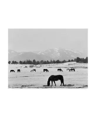 Monte Nagler Black Horse in Winters Mountains Wyoming Canvas Art