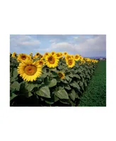 Monte Nagler Sunflowers Sentinels Rome Italy Color Canvas Art - 37" x 49"