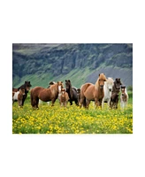 Ph Burchett Icelandic Horses Vii Canvas Art - 37" x 49"