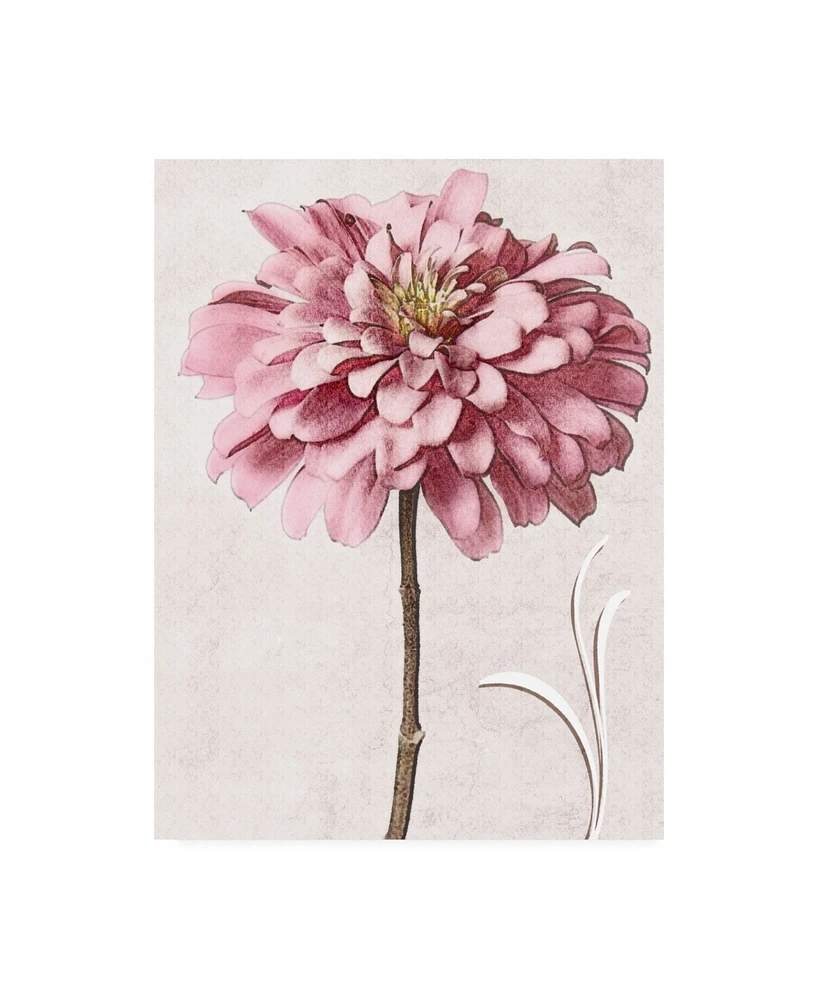 Christine Zalewski Pink Zinnia Ii Canvas Art