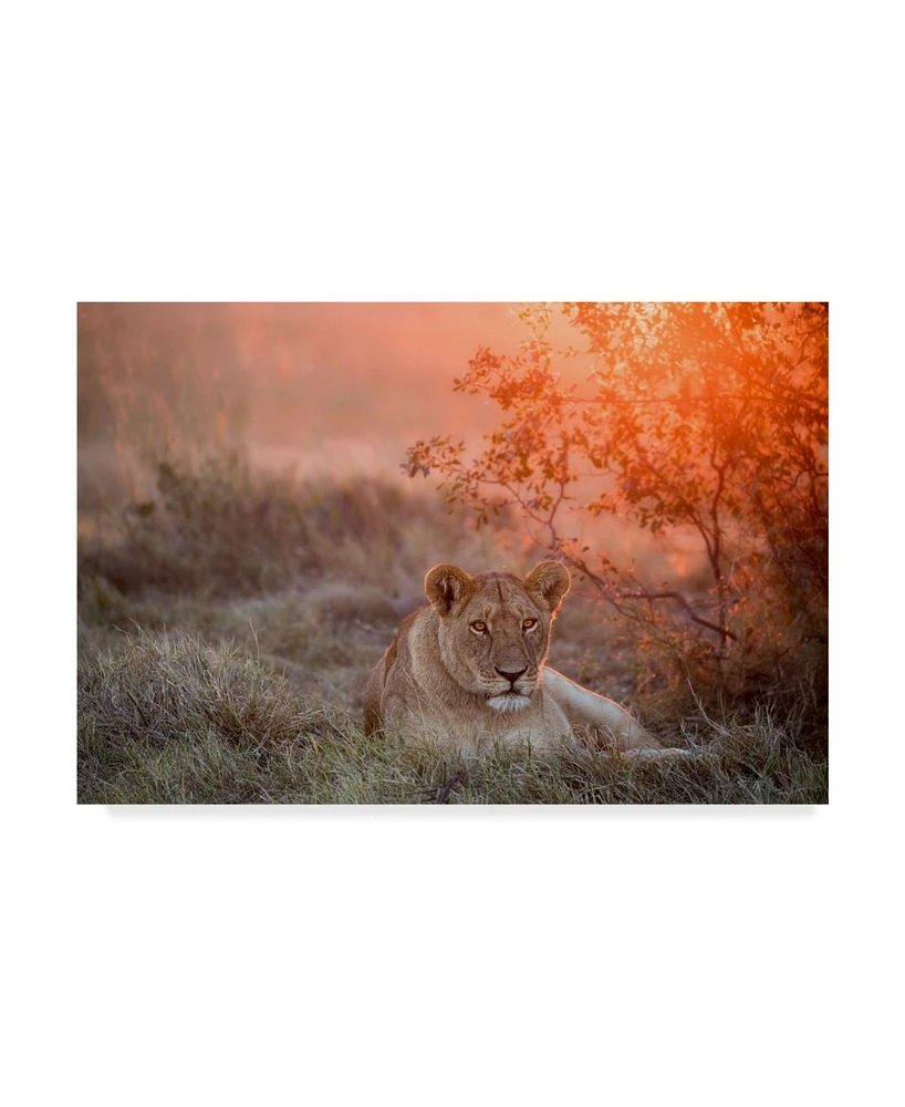 Alessandro Catta Sunset Lioness Canvas Art - 20" x 25"