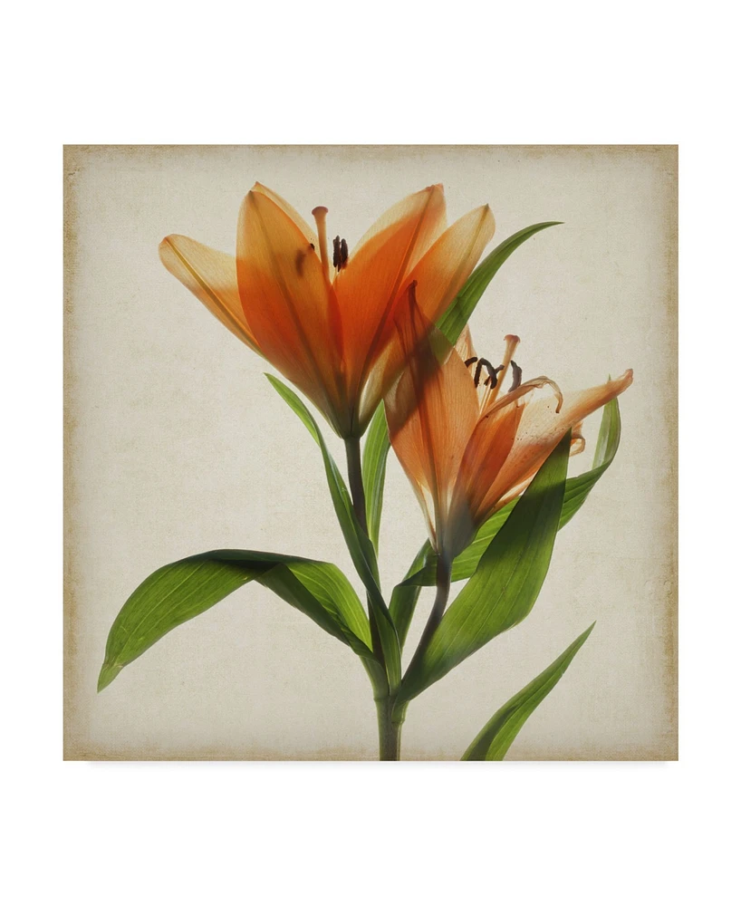 Judy Stalus Parchment Flowers X Canvas Art - 20" x 25"