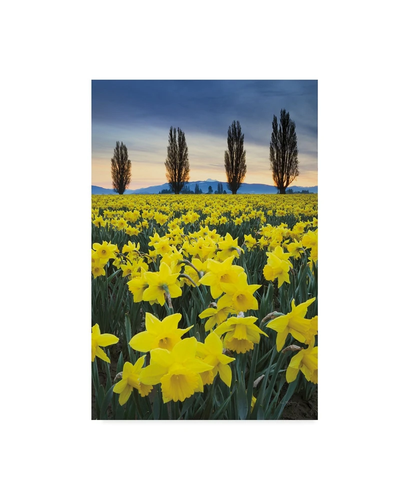 Alan Majchrowicz Skagit Valley Daffodils I Canvas Art - 37" x 49"