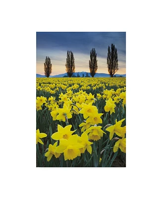 Alan Majchrowicz Skagit Valley Daffodils I Canvas Art - 37" x 49"
