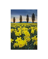 Alan Majchrowicz Skagit Valley Daffodils I Canvas Art - 37" x 49"