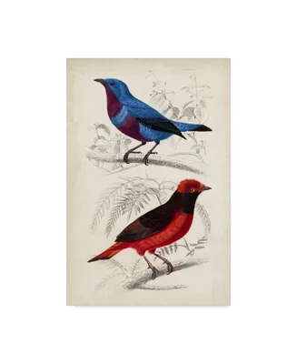 M. Charles D'Orbigny D'Orbigny Birds Ii Canvas Art