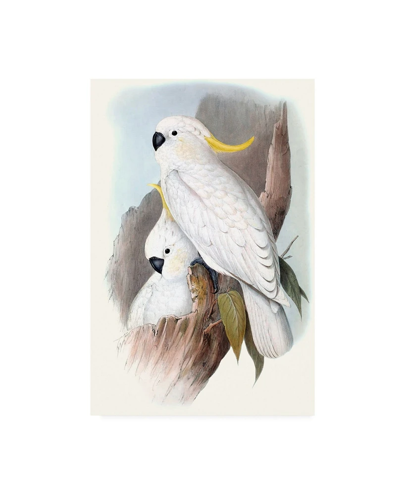 John Gould Pastel Parrots V Canvas Art - 37" x 49"