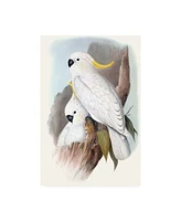 John Gould Pastel Parrots V Canvas Art - 37" x 49"
