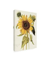 Nicolas Robert Helianthus Annuus Sunflower Canvas Art - 15.5" x 21"