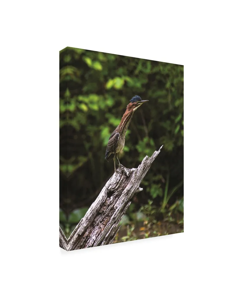 Kurt Shaffer Photographs The Green Heron Canvas Art