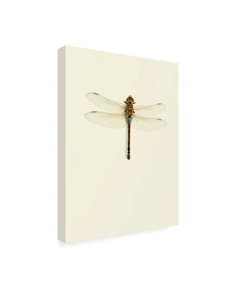 Incado Dragonfly I Canvas Art - 27" x 33.5"