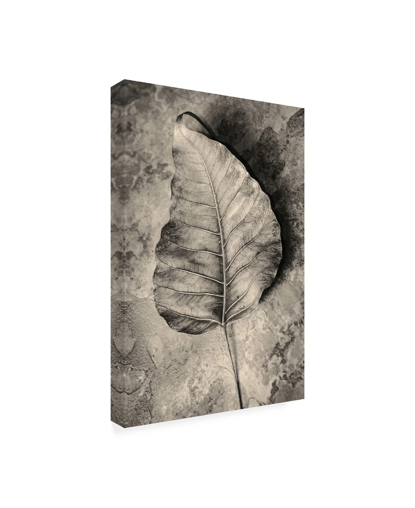 Incado Dried Leaf Canvas Art - 19.5" x 26"