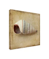 Judy Stalus Sepia Shell Iv Canvas Art - 27" x 33"