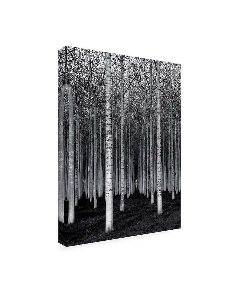 David Scarbrough The Forest For The Trees Canvas Art - 20" x 25"