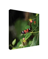 Kurt Shaffer Doris Longwing Butterfly Canvas Art - 20" x 25"