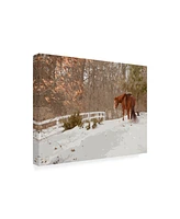 Monte Nagler Horse in the Snow Milford Michigan Canvas Art - 20" x 25"