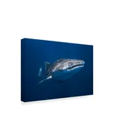 Barathieu Gabriel Whale Shark Canvas Art - 15" x 20"