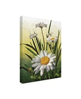 Lois Bryan Spring Daisies Canvas Art - 20" x 25"