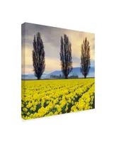 Alan Majchrowicz Skagit Valley Daffodils Ii Canvas Art - 15" x 20"