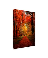 Philippe Sainte-Laudy Forest Garden Canvas Art - 30" x 47"