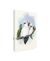 John Gould Pastel Parrots Iv Canvas Art - 20" x 25"