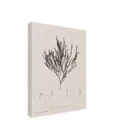 Henry Bradbury Charcoal and Linen Seaweed Iv Canvas Art