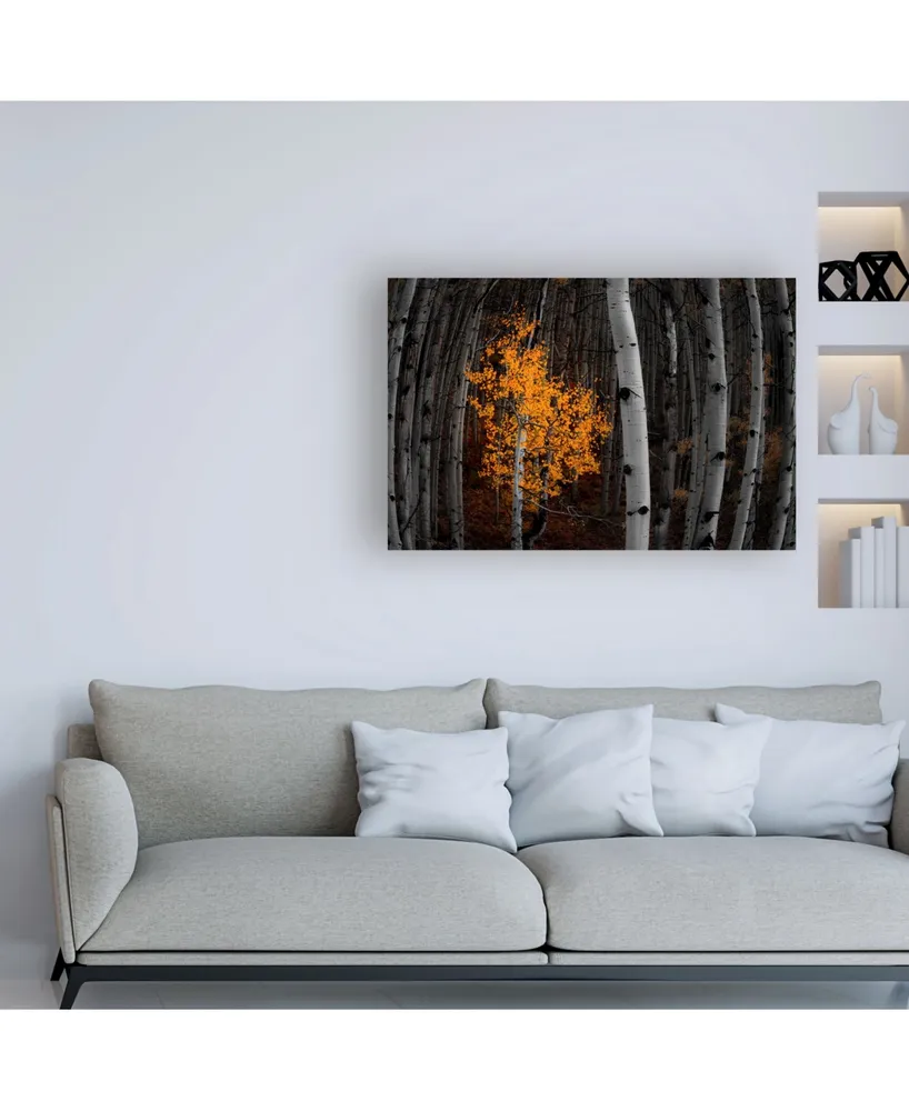 Darren White Photography Light of the Forest Flowering Canvas Art