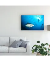 Alexander Safonov Beqa Shark Labs Canvas Art - 15" x 20"