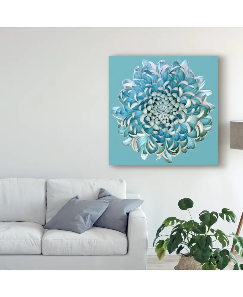 Brian Haslam Blue Chrysanthemum Canvas Art - 15" x 20"