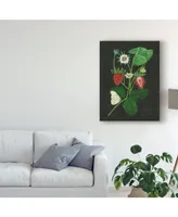 Melissa Wang Strawberry Fields I Canvas Art - 20" x 25"