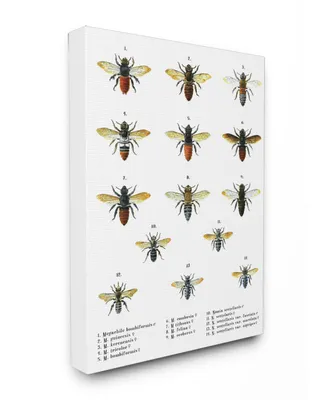 Stupell Industries Bees Scientific Vintage-Inspired Illustration Canvas Wall Art