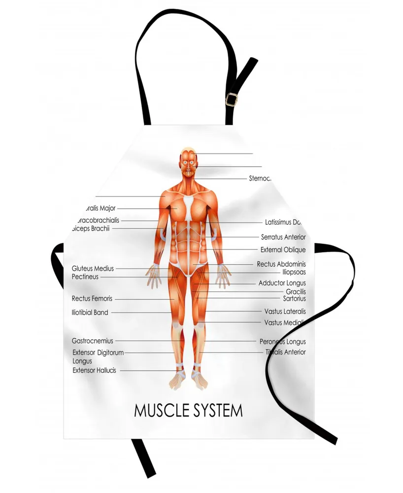 Ambesonne Human Anatomy Apron