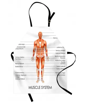 Ambesonne Human Anatomy Apron