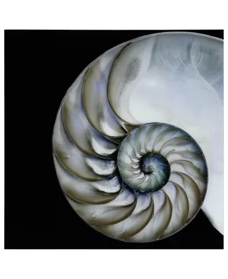 Empire Art Direct Pearly Nautilus Frameless Free Floating Tempered Glass Panel Graphic Wall Art, 36" x 36" x 0.2"
