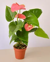 Anthurium Live Plant