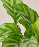 Calathea Concinna 'Freddie' Live Plant, 4" Pot