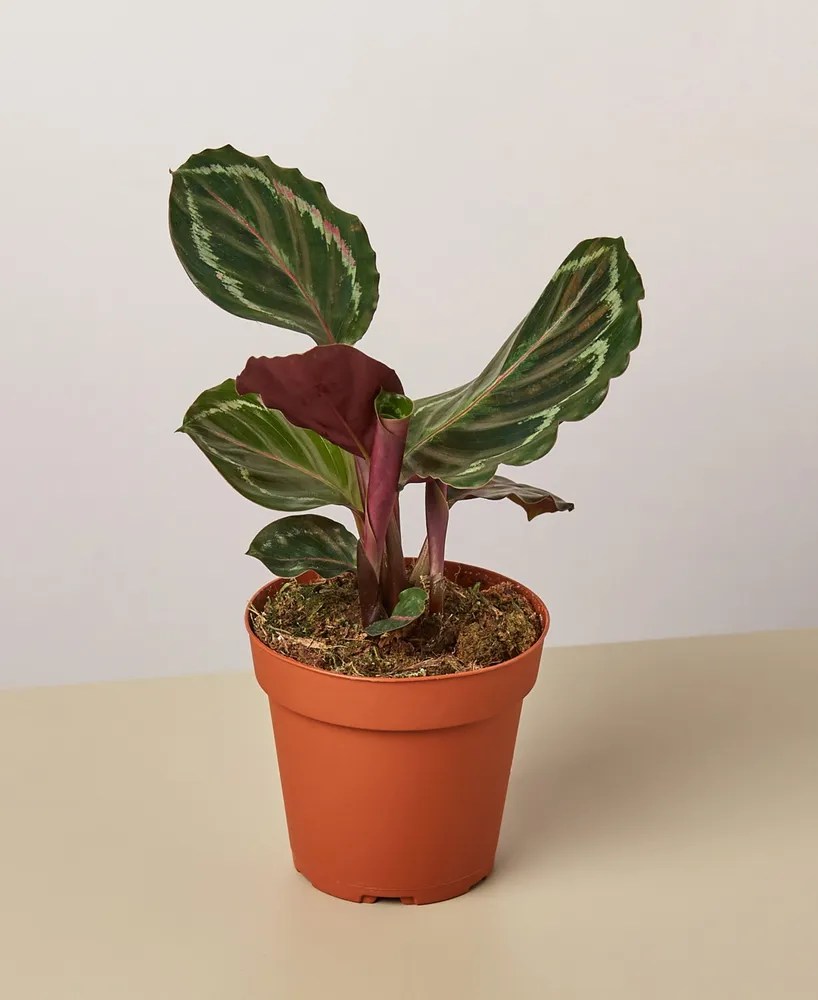 Calathea Roseopicta 'Medallion'