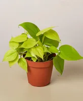 Philodendron 'Neon' Live Plant