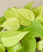 Pothos 'Neon' Live Plant, 4" Pot